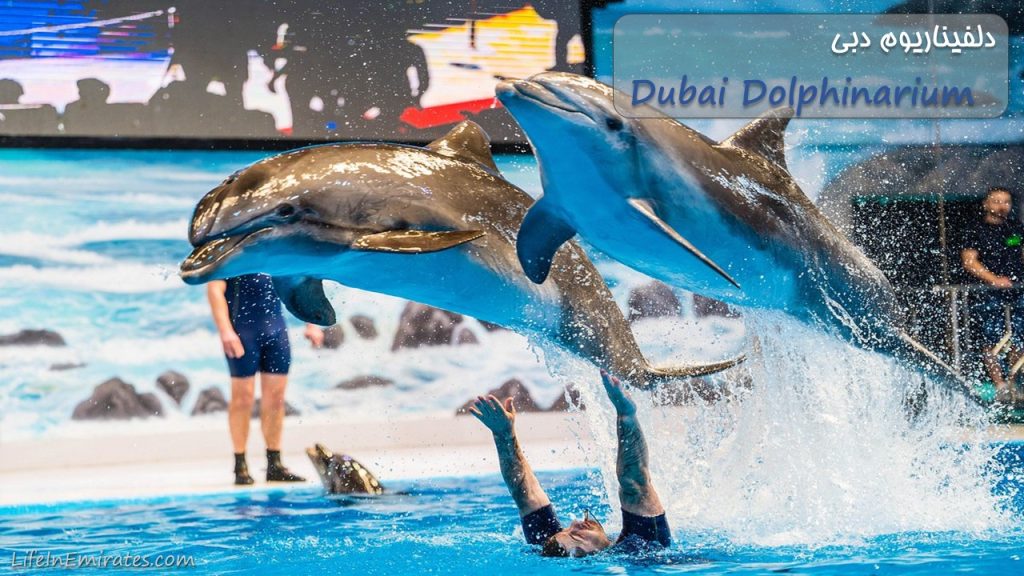 دلفیناریوم دبی Dubai Dolphinarium