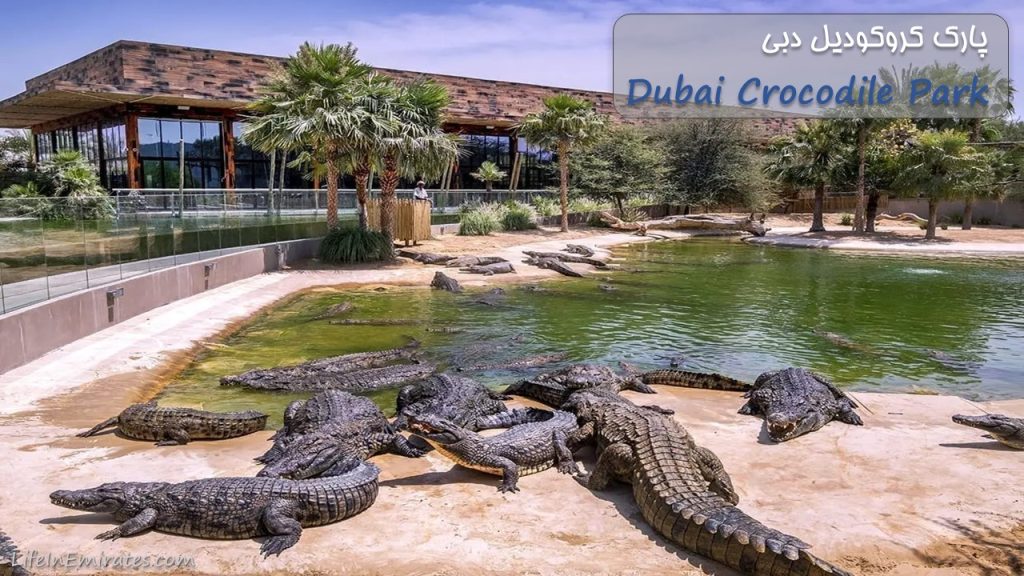 پارک کروکودیل دبی Dubai Crocodile Park